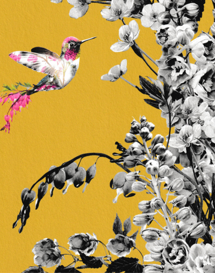 Hummingbird Black & White, Mustard