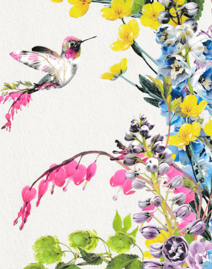 Hummingbird Full Color, Stone