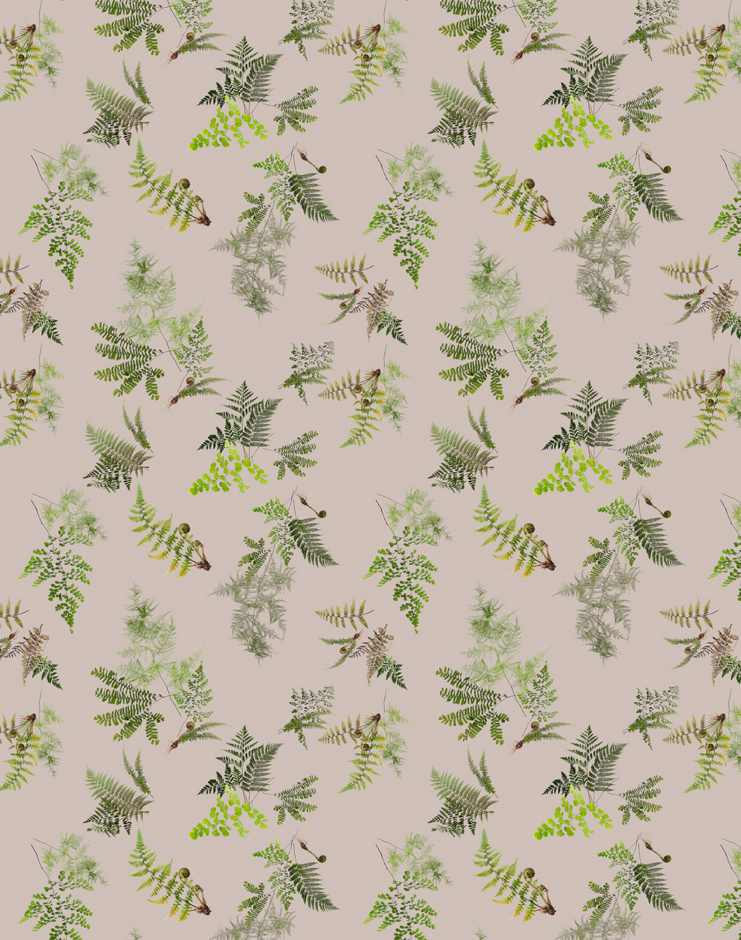 Knysa Fern, Dawn