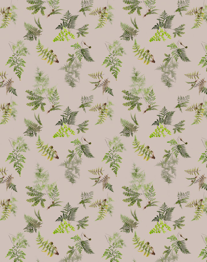 Knysa Fern, Dawn