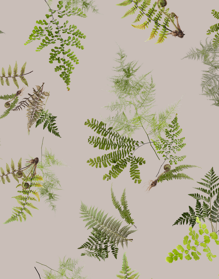 Knysa Fern, Dawn