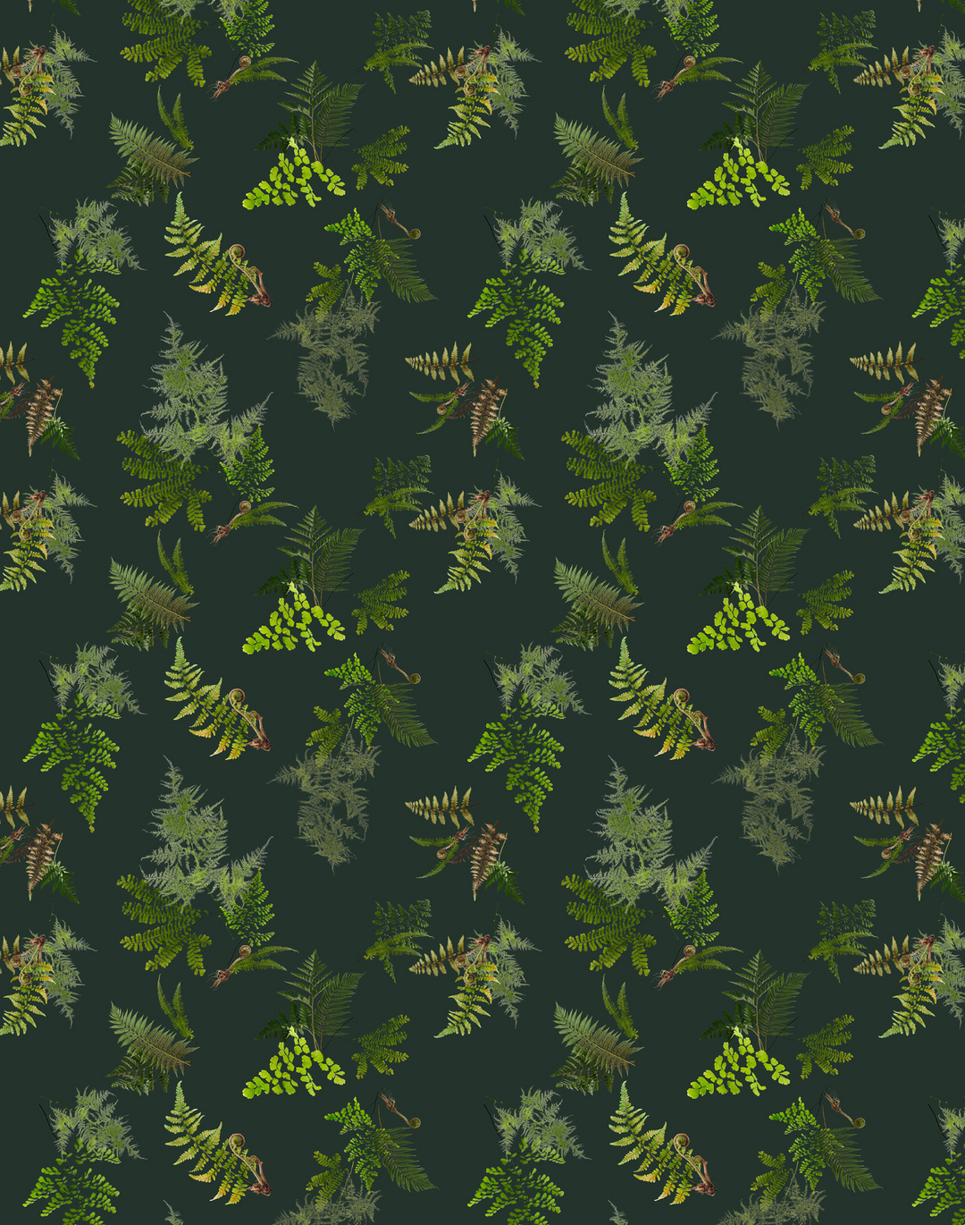 Knysa Fern, Dusk