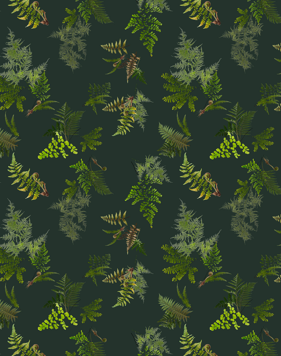 Knysa Fern, Dusk