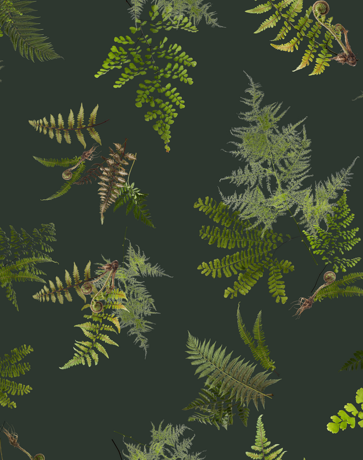 Knysa Fern, Dusk