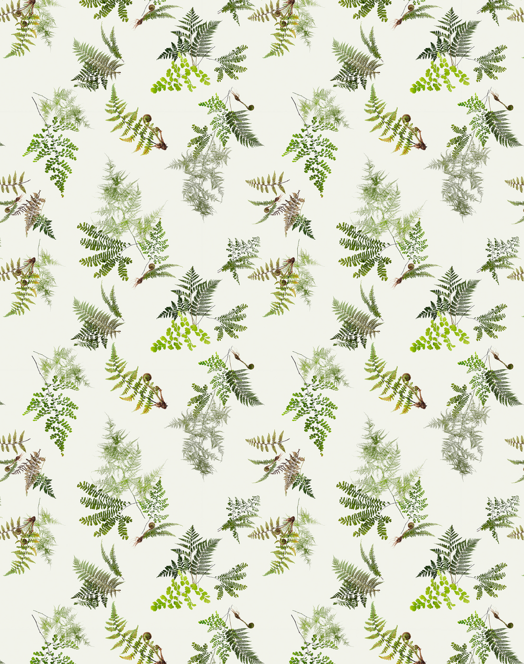 Knysa Fern, Natural