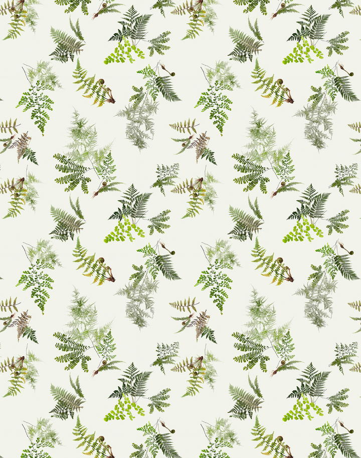 Knysa Fern, Natural