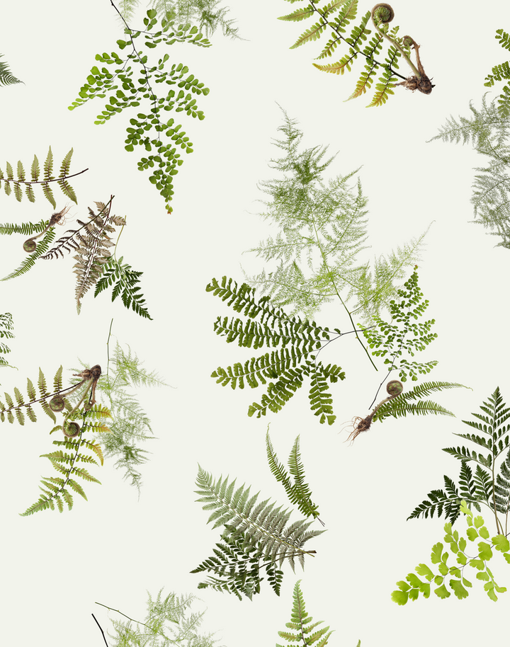 Knysa Fern, Natural