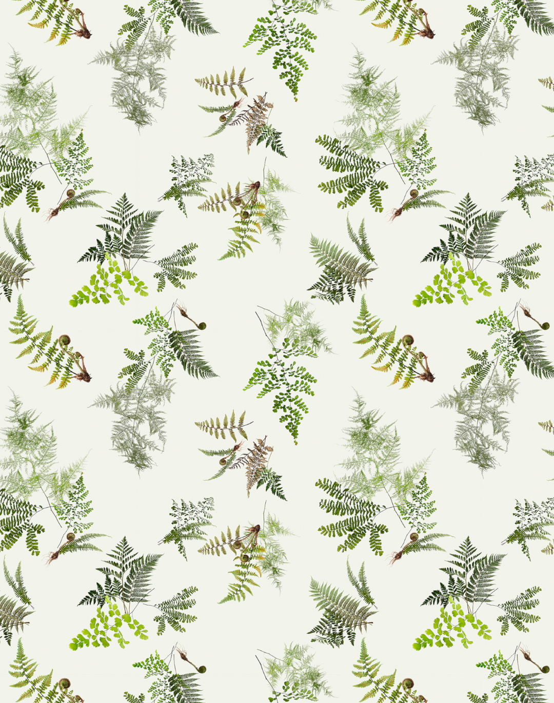 Knysa Fern, Natural