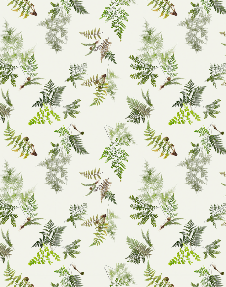Knysa Fern, Natural