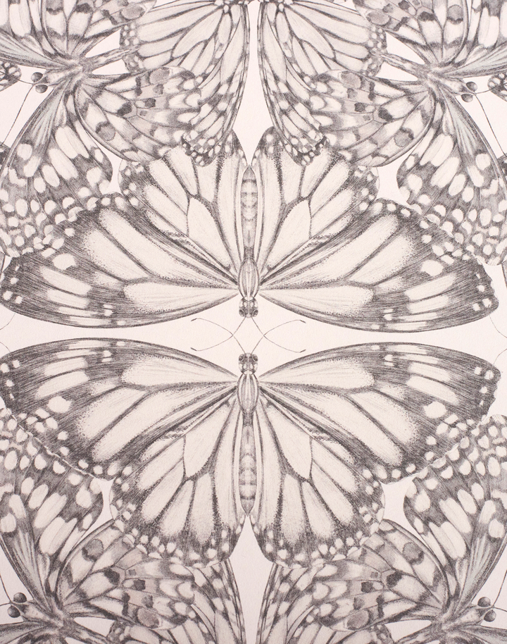 Papilio, Parchment
