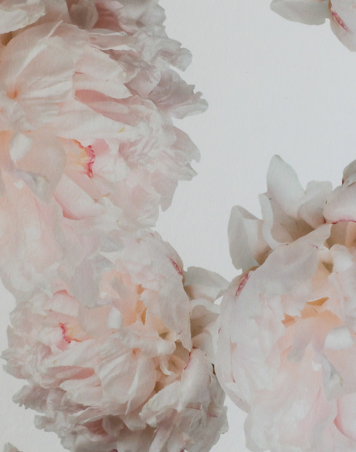 Peony Festiva, Natural