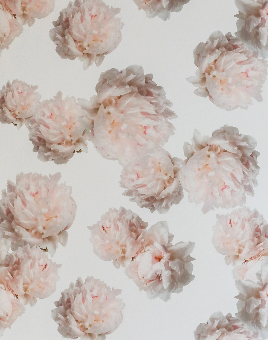 Peony Festiva, Natural