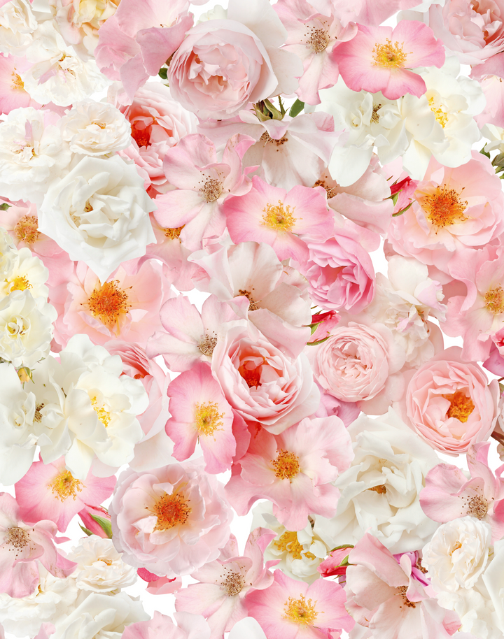 Pink Rose