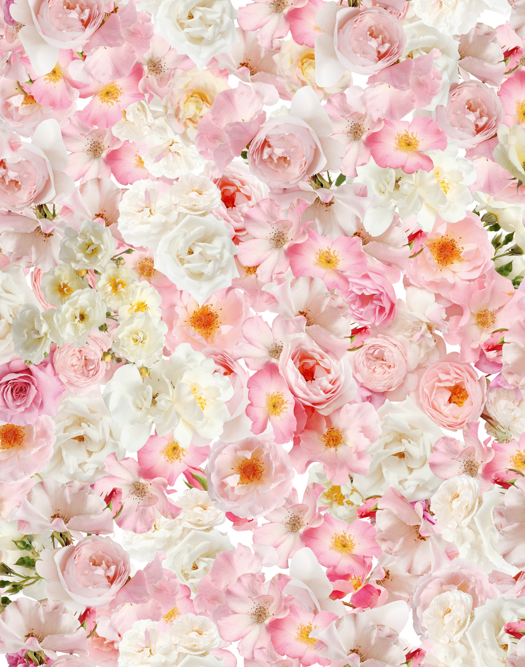 Pink Rose