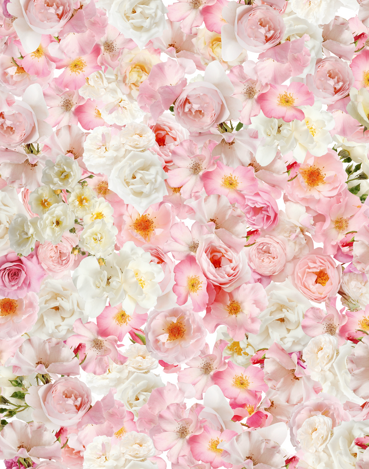 Pink Rose