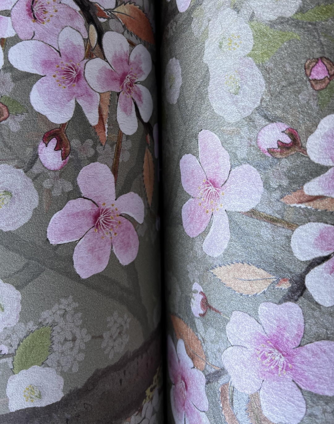 Sakura, Clay