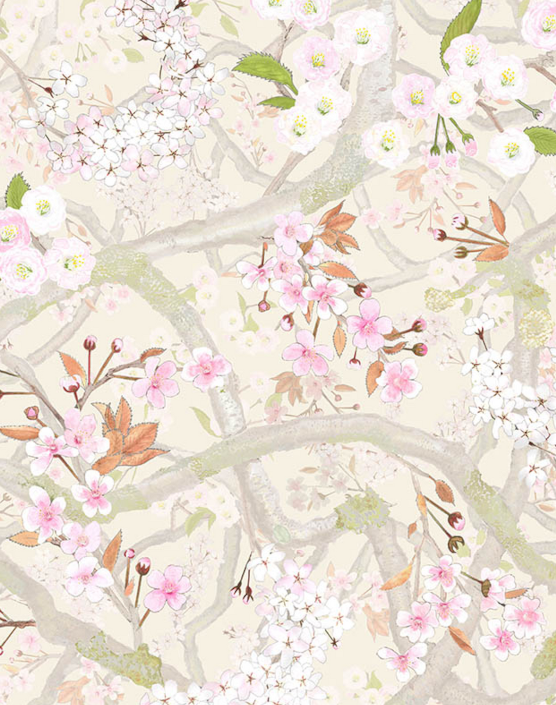 Sakura, Lychee
