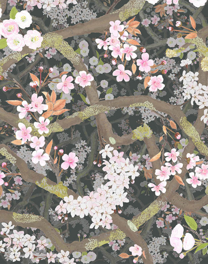 Sakura, Obsidian