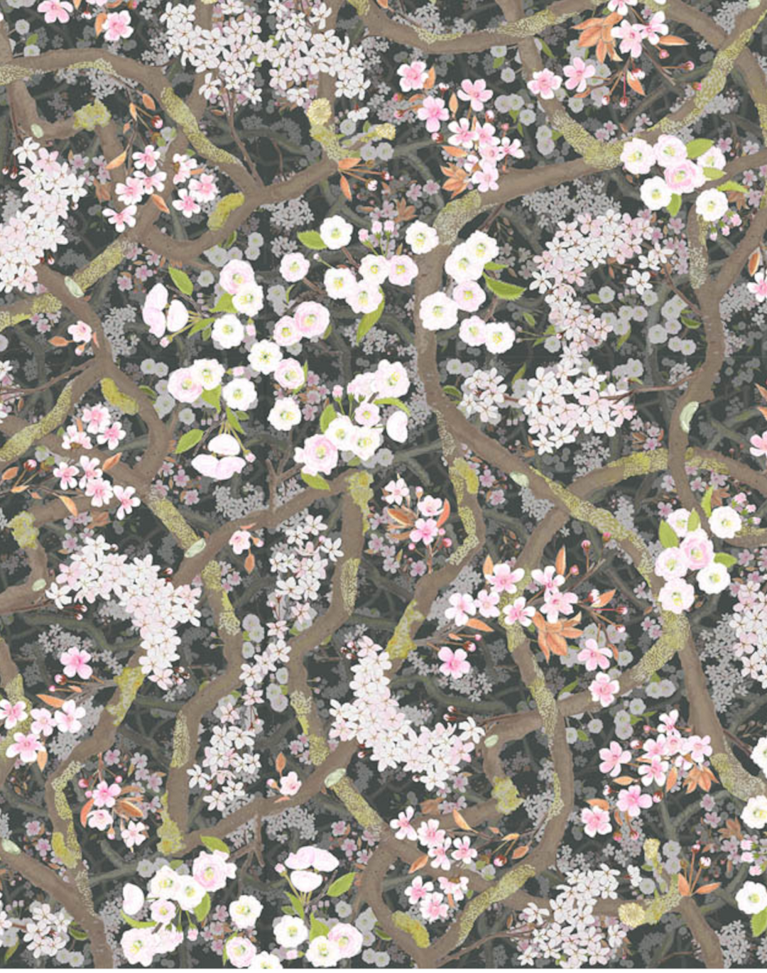 Sakura, Obsidian