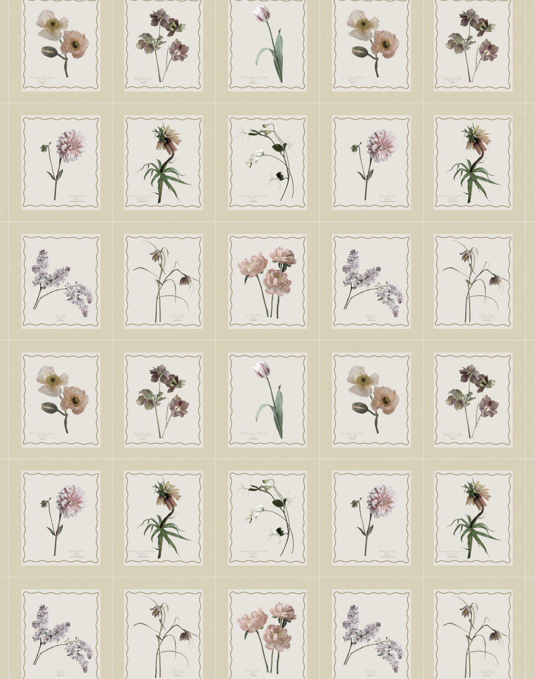 Seed Packet, Oatmeal