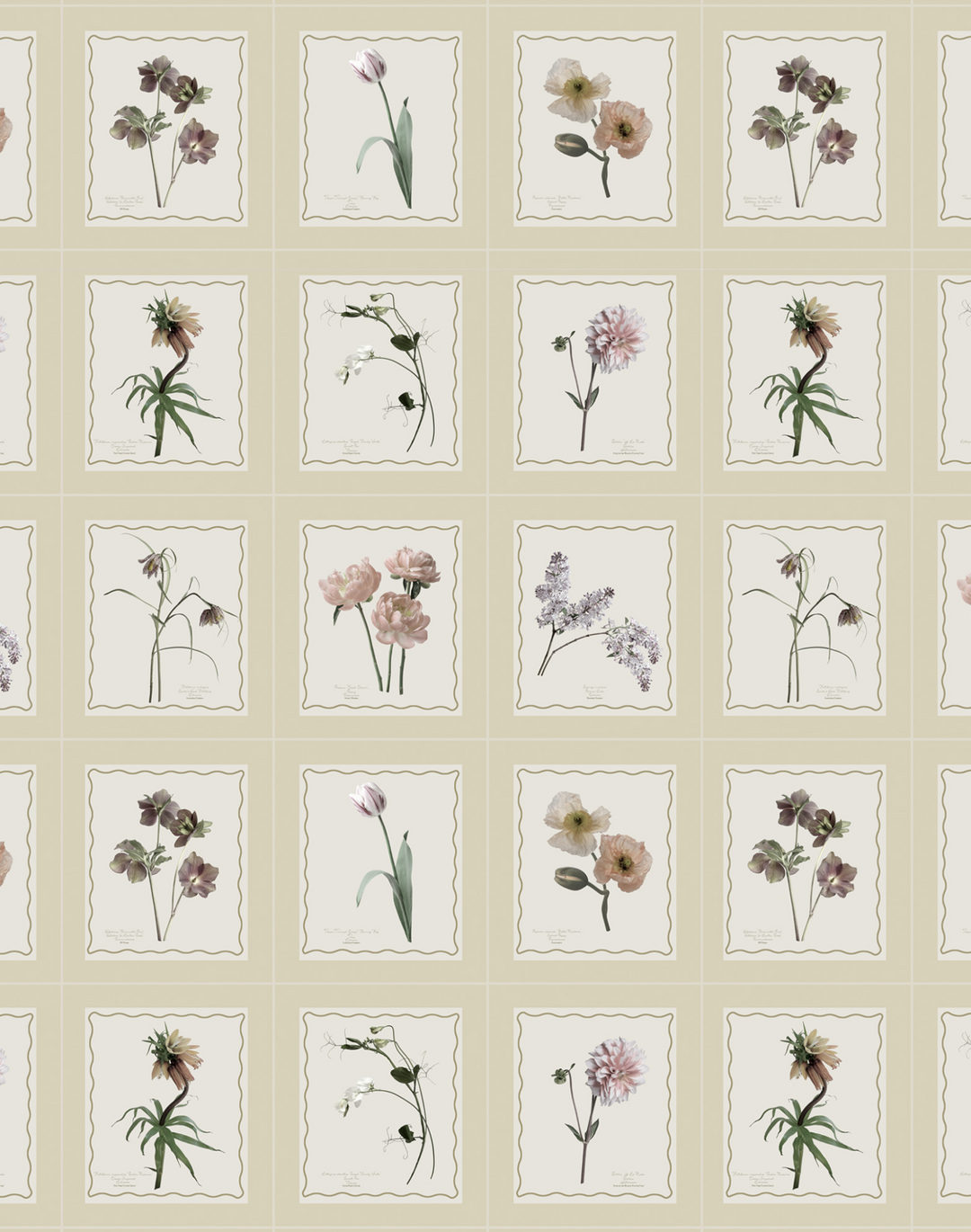 Seed Packet, Oatmeal