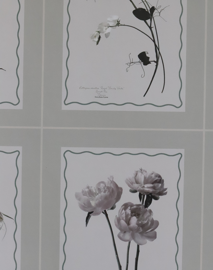 Seed Packet, Pumice