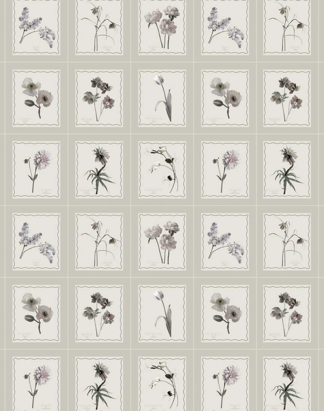 Seed Packet, Pumice