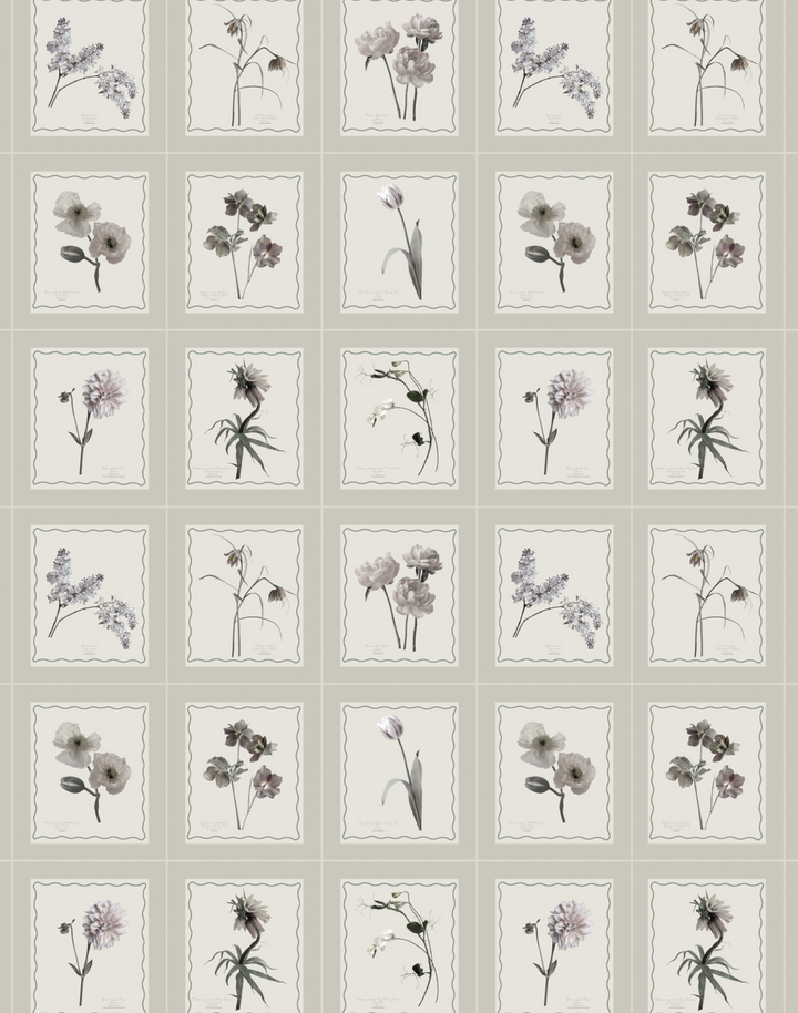 Seed Packet, Pumice