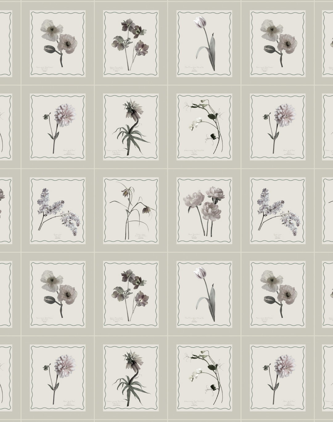 Seed Packet, Pumice