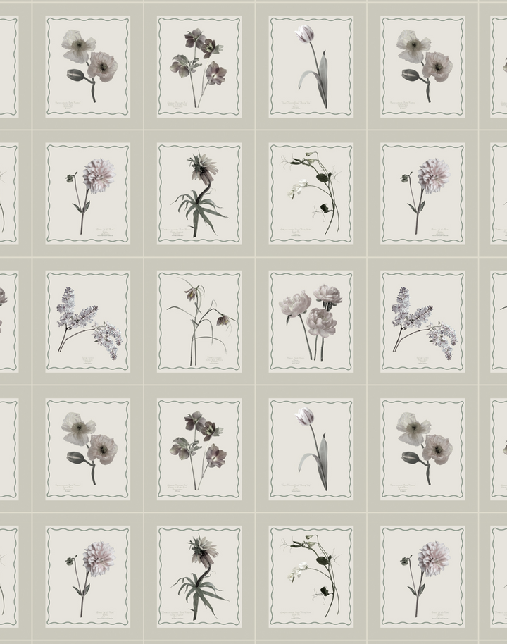 Seed Packet, Pumice