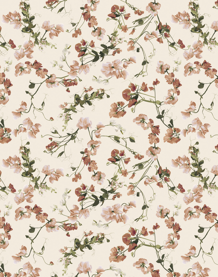 Sweet Pea, Antique