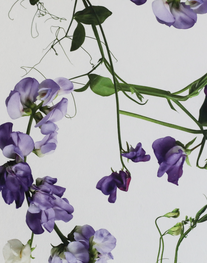 Sweet Pea, Natural