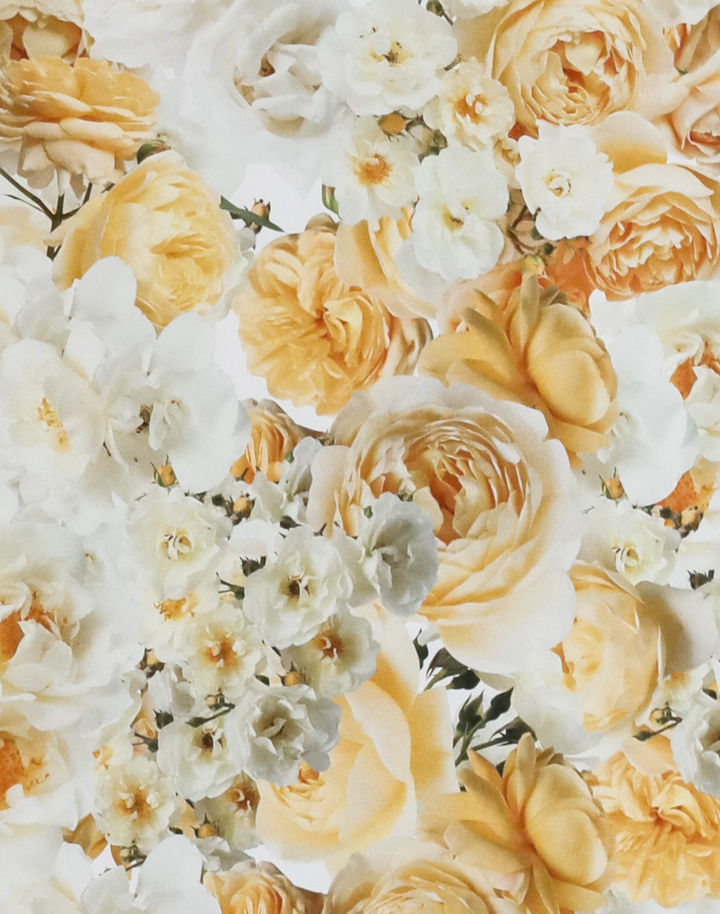 Yellow Rose