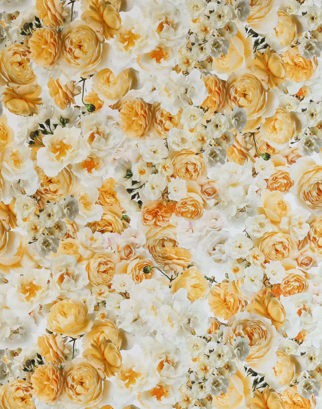 Yellow Rose