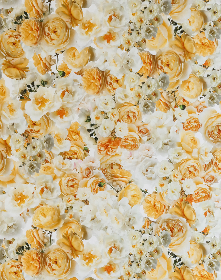 Yellow Rose