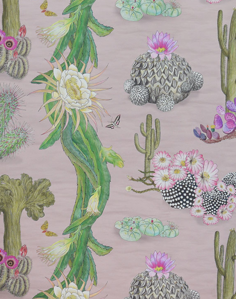 Cactus Mexicanos, Blush