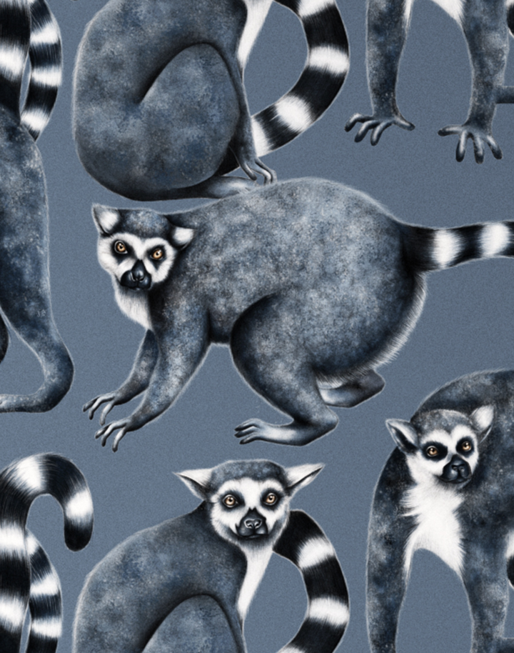 Cheeky Lemurs