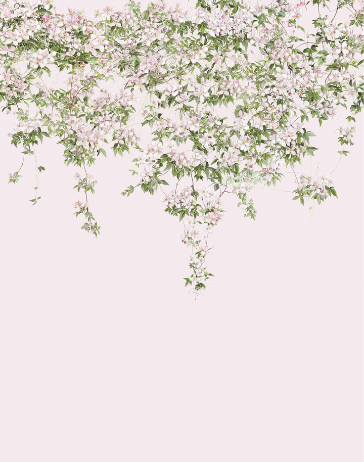Clematis, Pink