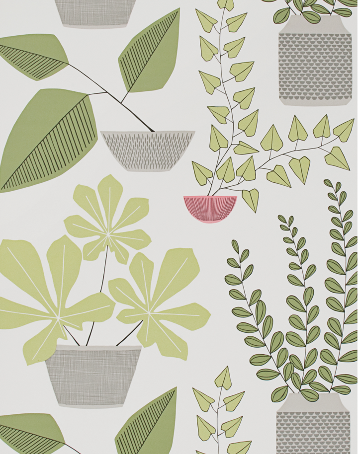House Plants, Olive