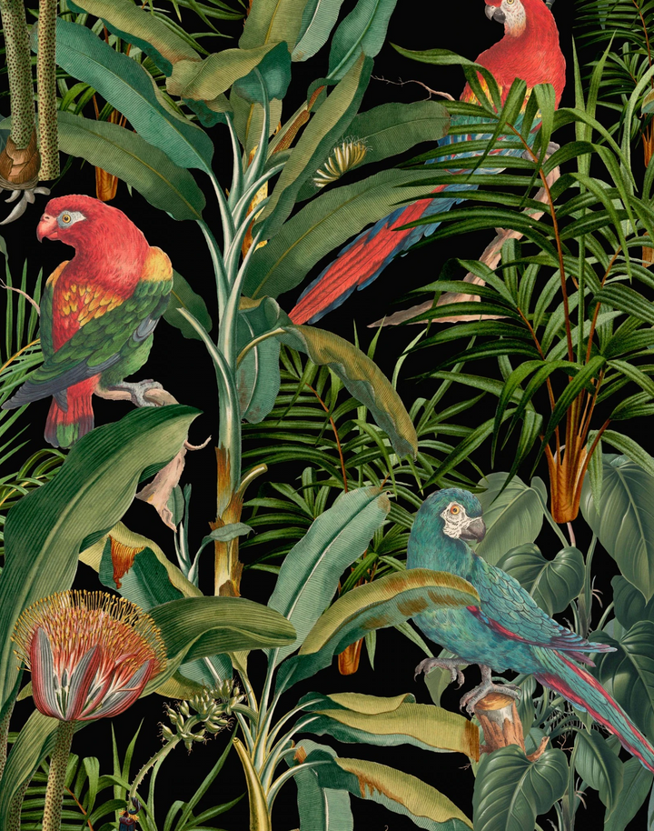 Parrots of Brasil, Anthracite