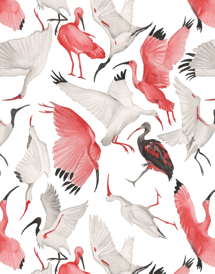 Scarlet and White Ibises, Full Scale
